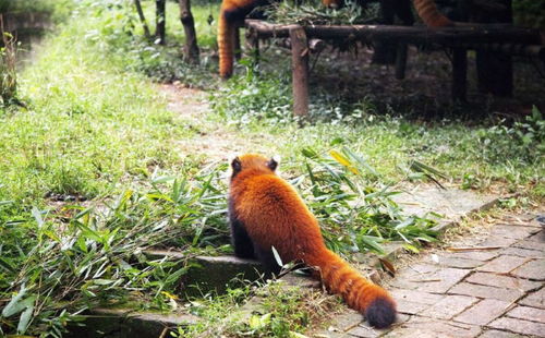 人类在进化过程中失去了尾巴,如果尾巴依然还在,会有什么功能