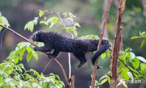 国内最大的灵猫科动物,能用尾巴抓住树干,不像灵猫反而像小黑熊