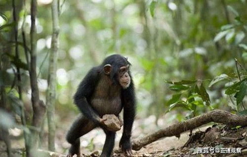 猩猩和猴子已学会使用石头工具,它们未来会威胁到人类吗