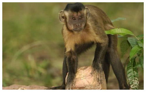 巴拿马白面卷尾猴会使用石器,为何说它们绝不可能进化成高等生命