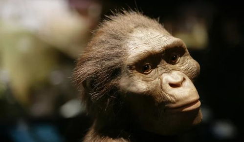 为什么没有发现过带尾巴的古人类化石 人的尾巴去哪儿了