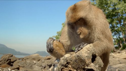 BBC《尾猿会》：罕见画面首次公开，戳中心灵的生态记录