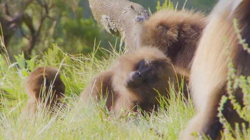 雌性狮尾猴 家庭稳定的终身守护者