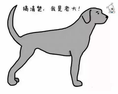 狗狗的尾巴会说话——解读尾巴背后的情感密码