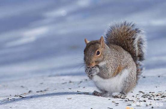 动物奥运尾猿称霸？大尾巴的胜利猜想