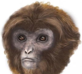 人类灭绝后，猿类会再进化出智慧文明吗？