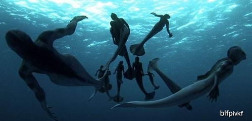 人类是否起源于海猿？揭秘“海猿假说”的奇异逻辑与科学争议